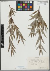 Foto von Salix alba subsp. vitellina (L.) Arcang.
